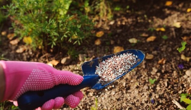 Шпаргалка для огородника: какие растения обязательно нужно подкормить до конца августа