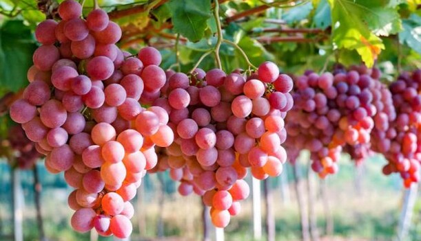 Этот секрет знают опытные виноделы: чем подкормить виноград в августе, чтобы собрать богатый урожай