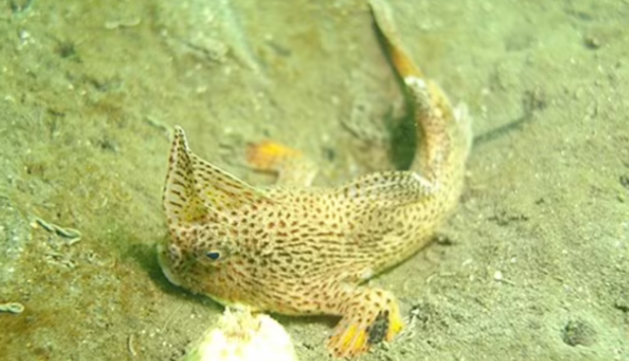 Ученые впервые за 27 лет увидели редкую рыбу с 