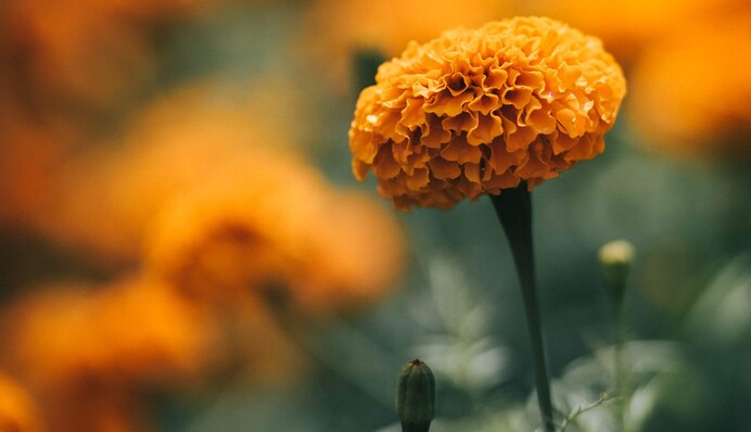 Допоможе улюблена квітка українців: як приготувати дієве добриво для городу