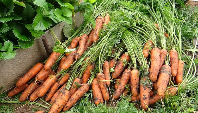 Когда выкапывать морковь: эту хитрость знают опытные огородники