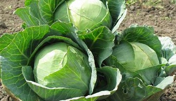 Будет не один кочан, а два: чем подкормить капусту в конце августа – начале сентября