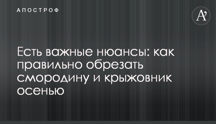 Є важливі нюанси: як правильно обрізати смородину та аґрус восени