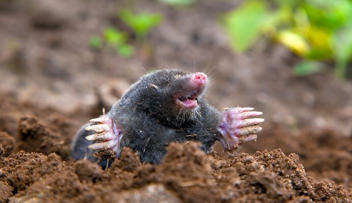 Поможет обычная тряпка: эффективный метод борьбы с кротами на огороде