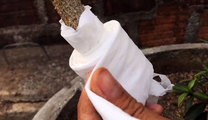 Цю хитрість мало хто знає: ось для чого садоводи обмотують гілки туалетним папером