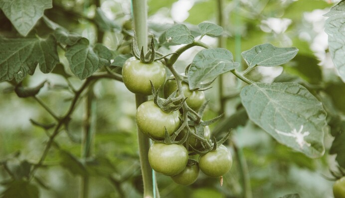 Покраснеют за пару дней: неизвестный лайфхак с зелеными помидорами на огороде