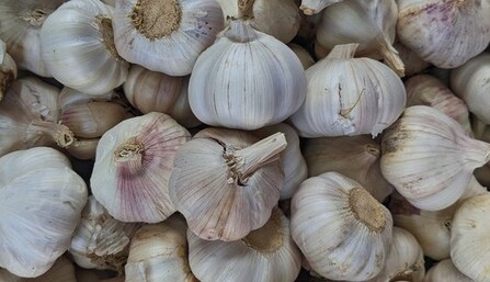 Садим озимый чеснок: опытные огородники назвали действенное средство для обработки зубцов
