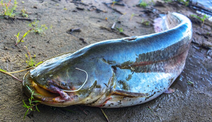 На Волыни мужчина поймал сома в рост человека: фото рыбы-гиганта
