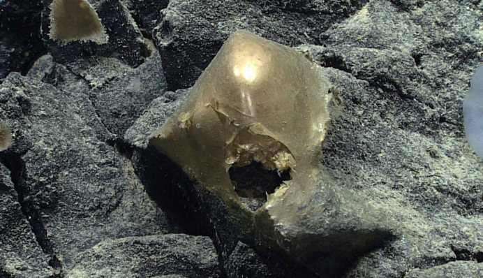 На дні Тихого океану знайшли загадкове 