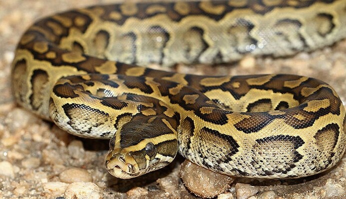 В Киеве хозяин выгуливал двухметрового питона у озера: мнения киевлян разделились, видео