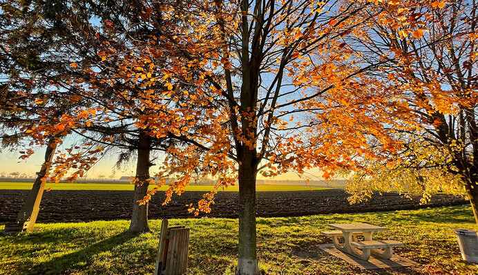 Пора позаботиться о новом урожае: чем обработать сад в начале сентября