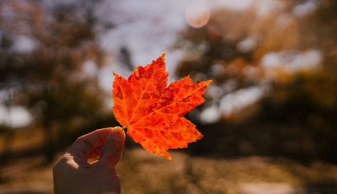 В Украине будет свежо и солнечно: карты погоды на выходные