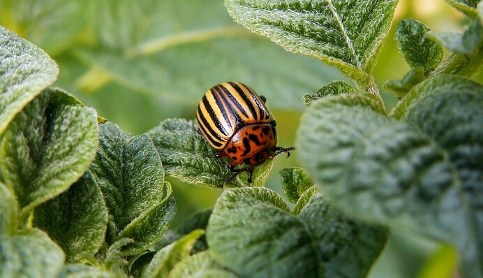 Эту хитрость мало кто знает: что сделать осенью, чтобы колорадские жуки забыли дорогу на огород