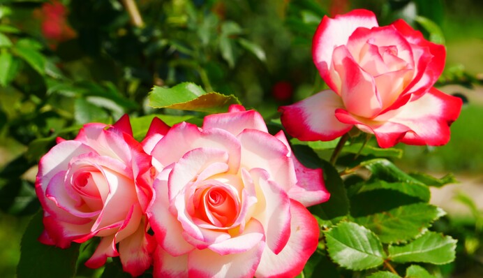 Очень легко запомнить: советы по продлению цветения роз