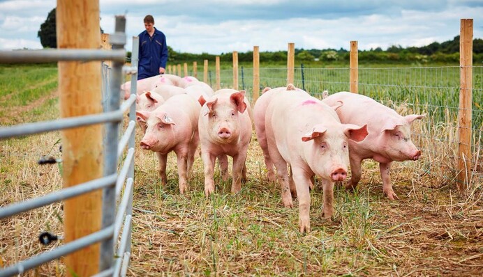 В Киевской области вспышка опасной болезни свиней: введены карантинные мероприятия
