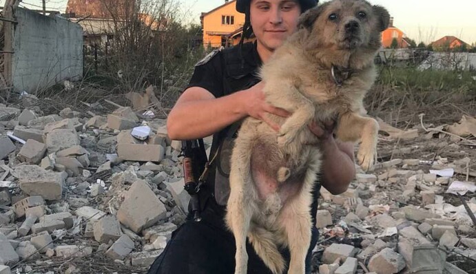 В Сумах помер собака, якого врятували після обстрілу: відео