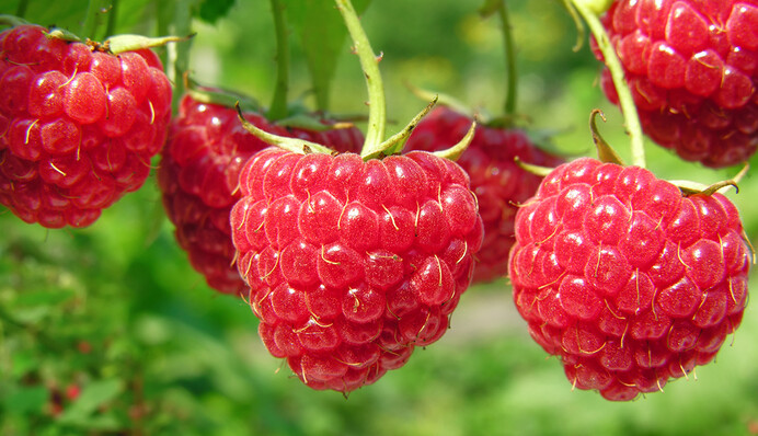 Урожай будете собирать ведрами: как правильно обрезать малину осенью