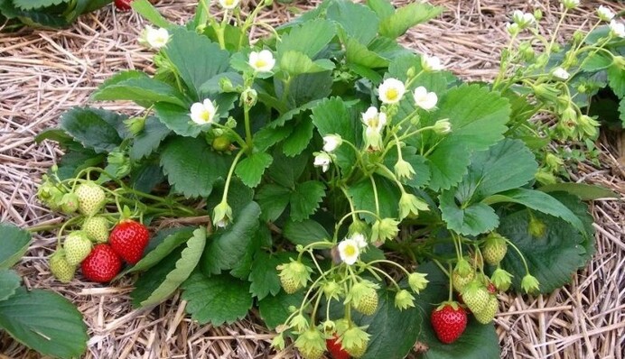 Как правильно сажать клубнику осенью: опытные дачники советуют избегать двух мест