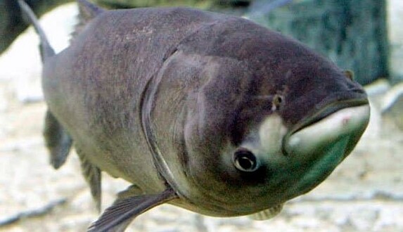 В Николаевской области мужчина поймал гигантского толстолоба весом более 20 кг: фото 