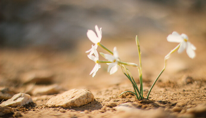Коли Сахара була зеленим оазисом і чому стала пустелею: відповідь науковців вражає
