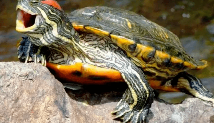 Украл у соседки черепаху, чтобы сварить суп: что угрожает одесскому 