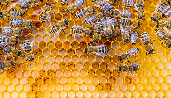 Поставте тарілку з медом на стіл: яке свято 19 вересня, головні заборони і прикмети