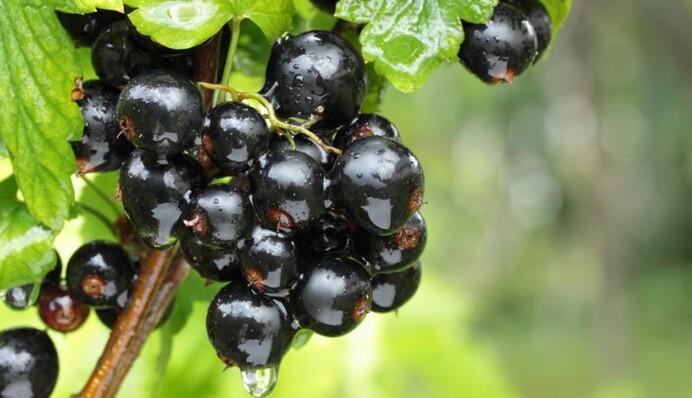 Не все дачники об этом знают: лайфхак по подкормке смородины перед зимой