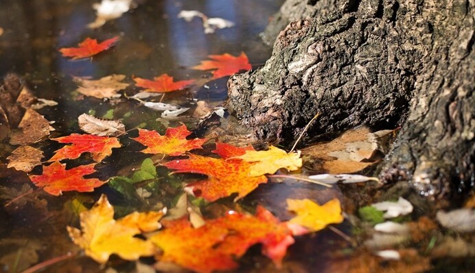 Грибникам приготуватися: синоптикиня розповіла про погоду у найближчі дні