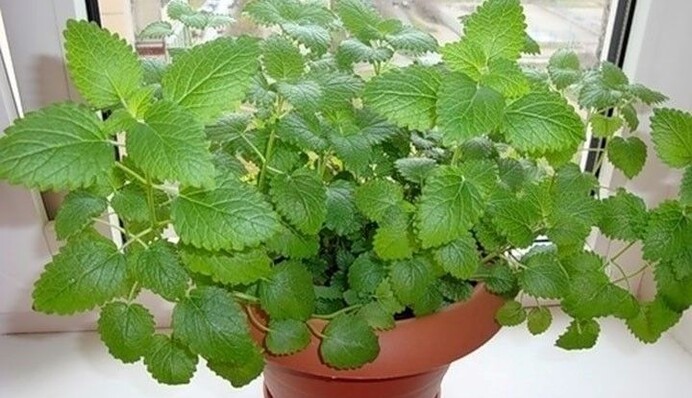 Курорт на підвіконні: ці кімнатні рослини допоможуть від стресу і безсоння