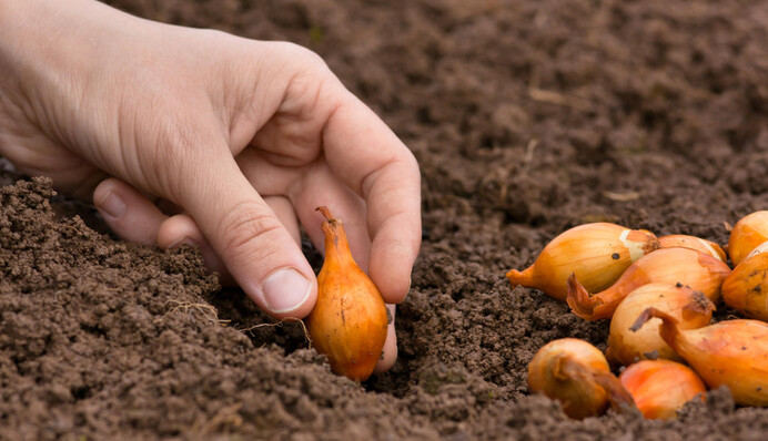 Осенняя посадка лука: опытные огородники назвали несколько правил