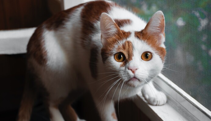 В Киеве сгорел приют для котов, много животных погибло: местные говорят о подрыве, фото и видео