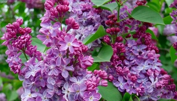 Бабье лето: в Одесской области зацвели каштаны, сирень и черешня, фото