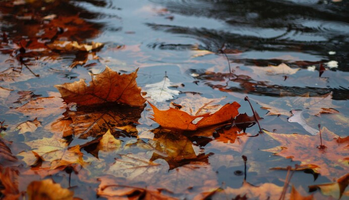 Львівщиною прокотилася буря, десятки населених пунктів без світла: подробиці