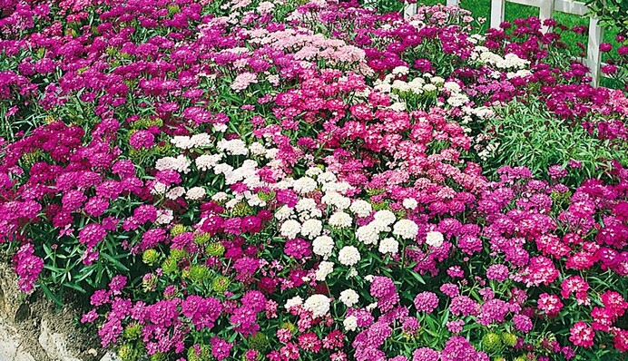 Більше ніякої мороки з бур’янами: найкращі грунтопокривники для саду і газону, фото