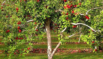 Два простых средства обеспечат будущий урожай: как подготовить яблони к зиме