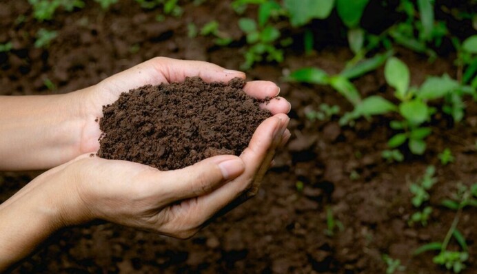 Как снизить кислотность почвы: лайфхаки и средство, о которых не все знают