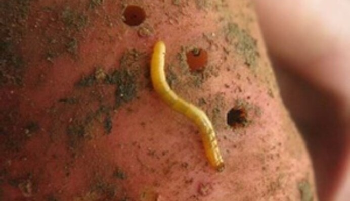 Найкращий час, щоб вивести дротяників з городу: поради досвідчених дачників