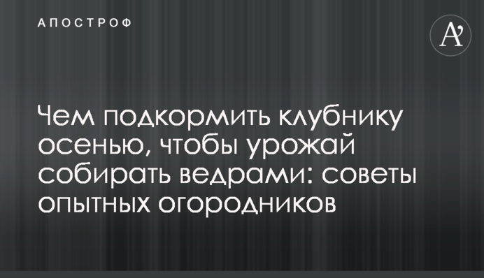 Чем подкормить клубнику осенью, чтобы урожай собирать ведрами: советы опытных огородников