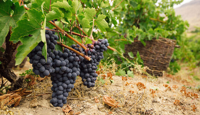 Закладываем урожай нового сезона: чем подкормить виноград осенью