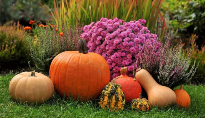 Осенние работы в саду и огороде: что и в какие дни можно посадить в октябре