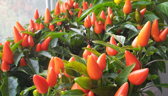 Урожай будет даже зимой: как вырастить сладкий перец на подоконнике
