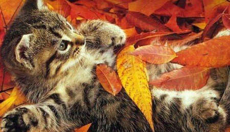 В Украину придут ночные заморозки: прогноз погоды на вторник