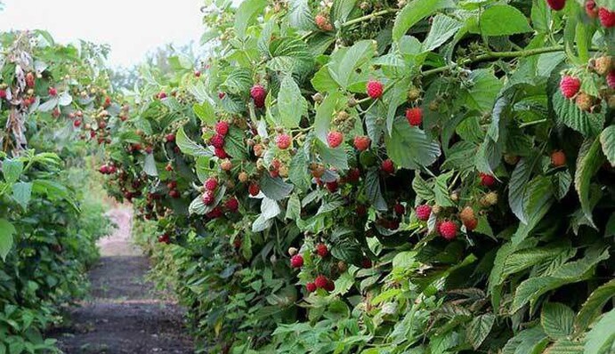 От этого зависит будущий урожай: когда и как правильно обрезать ремонтантную малину