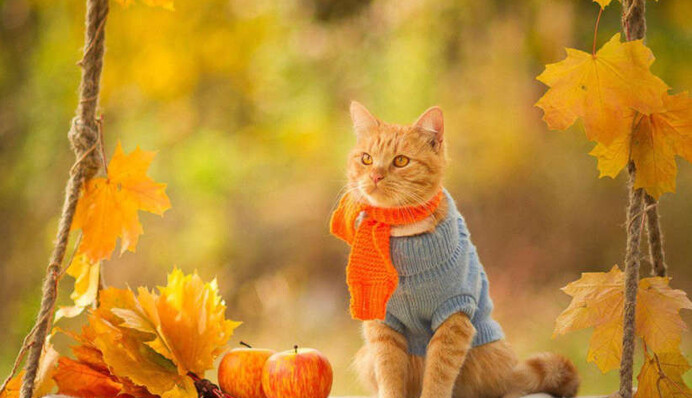 Дощі і нове 