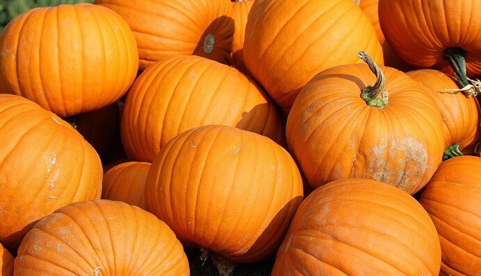 Укрепляет иммунитет и улучшает здоровье глаз: почему полезно есть тыкву