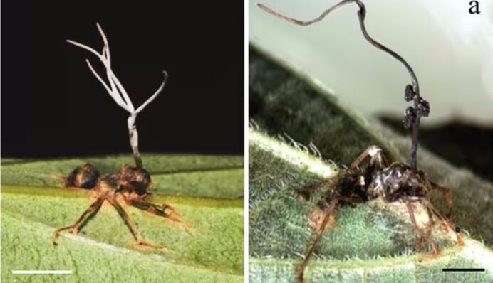 Виявлено нові види грибів, які перетворюють мурах на зомбі: фото 