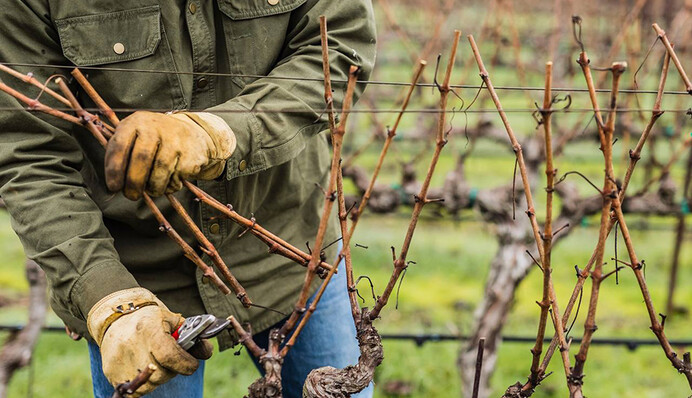 Готовим виноград к зимовке: как правильно обрезать лозу, чтобы заложить щедрый урожай
