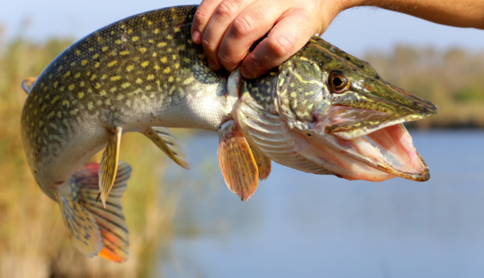 Оце рибка! Чоловік показав велику щуку, спійману на Рівненщині