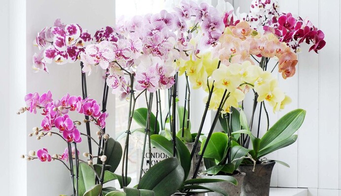 Орхідеї потішать пишним цвітінням:  рецепт простого  підживлення на основі моркви