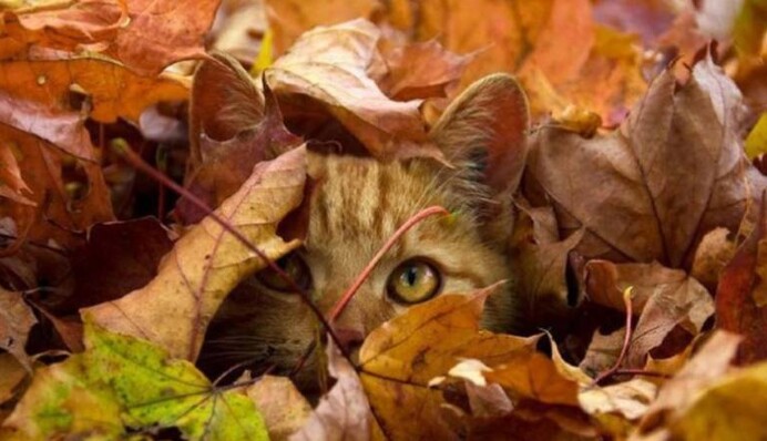 Близнецов закрутит в водовороте событий, Стрельцам можно рискнуть: гороскоп на 24 октября для всех знаков